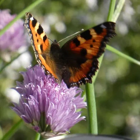 Villa Les 3 Chenes A 2 Pas De Gerardmer Et Des Lacs