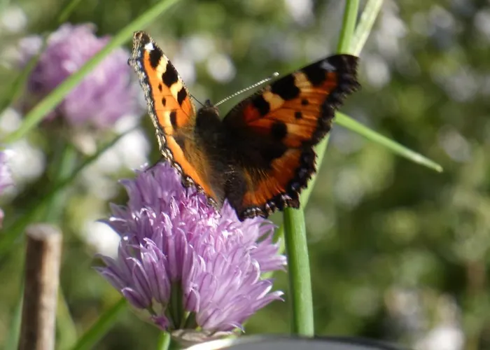 Vila Les 3 Chenes A 2 Pas De Gerardmer Et Des Lacs